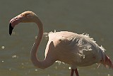 Flamingo Camargue, Frankreich